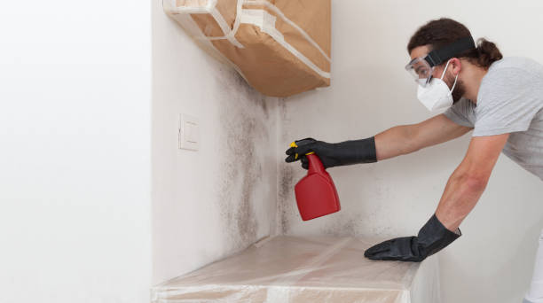 Professional Black Mold Removal technician working in Warminster, PA