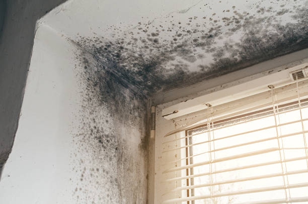 Affordable Mold Cleanup solutions in Warminster, PA