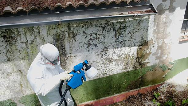 Top rated local Mold Cleanup specialists in Warminster, PA